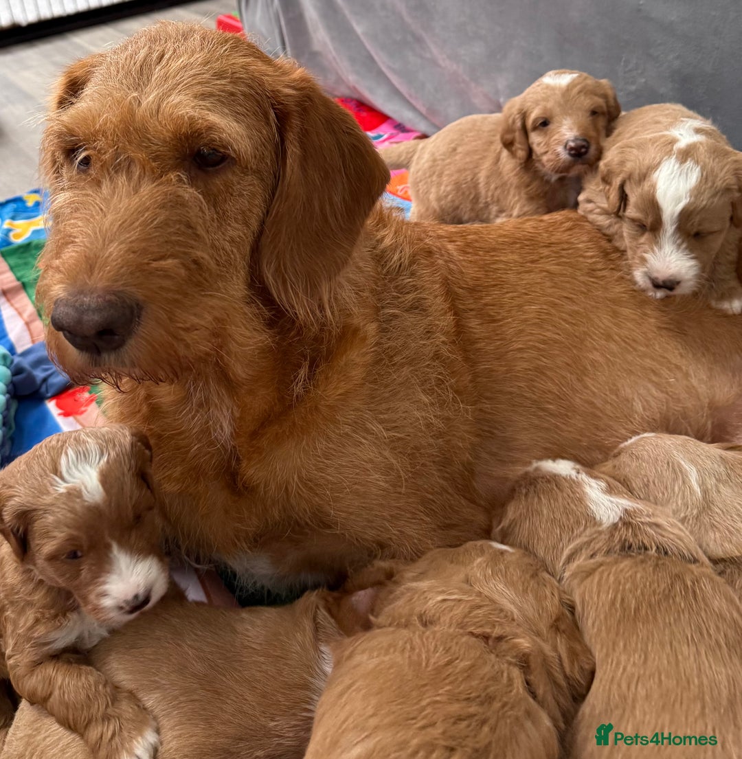 Australian Labradoodle dogs for sale: Australian Labradoodle Pups  - Advert 13