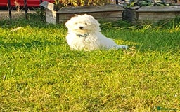 Havanese dogs for sale: Extra mini Havanese x Maltese puppies - Image 13