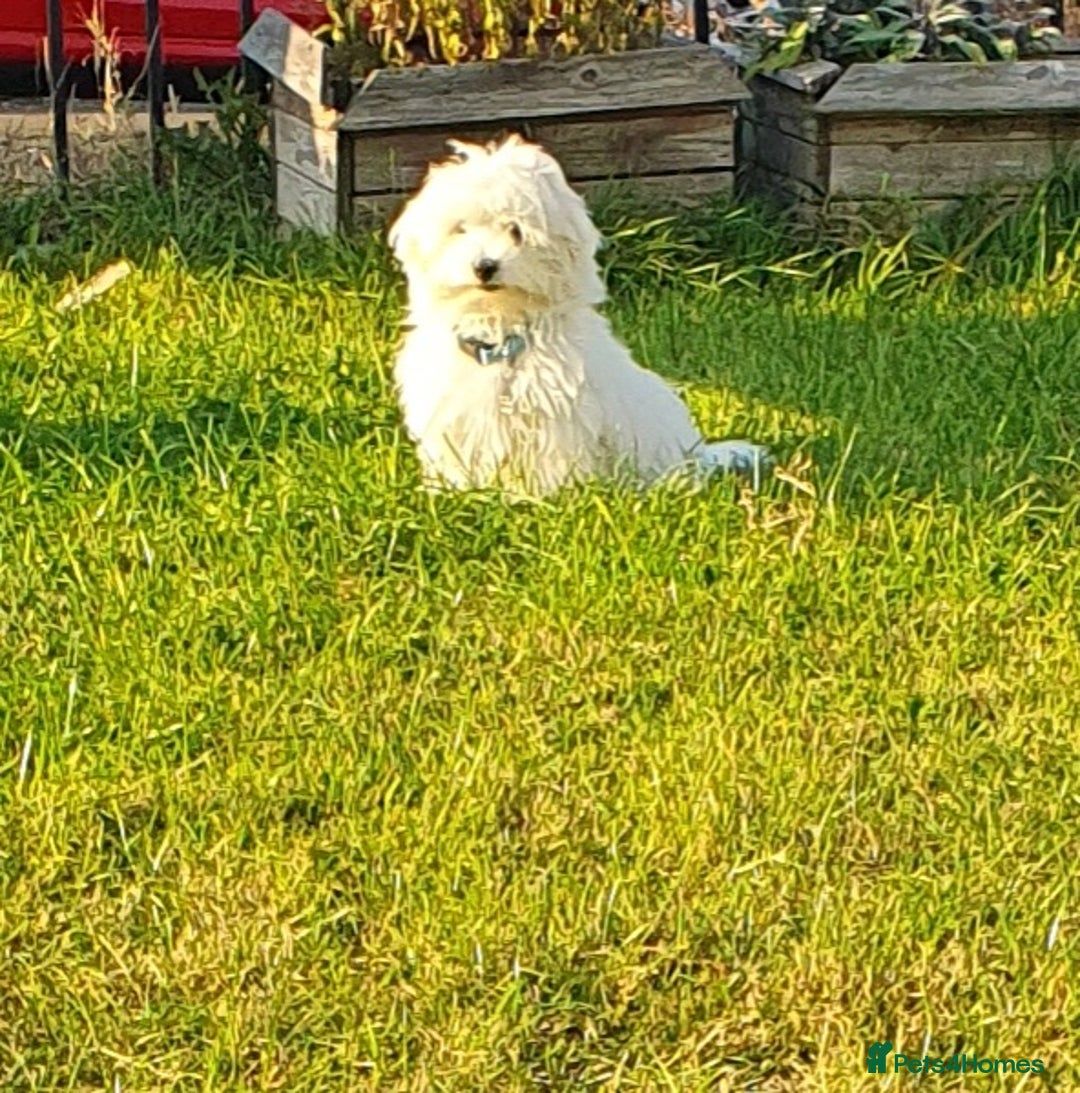 Havanese dogs for sale: Extra mini Havanese x Maltese puppies - Image 13