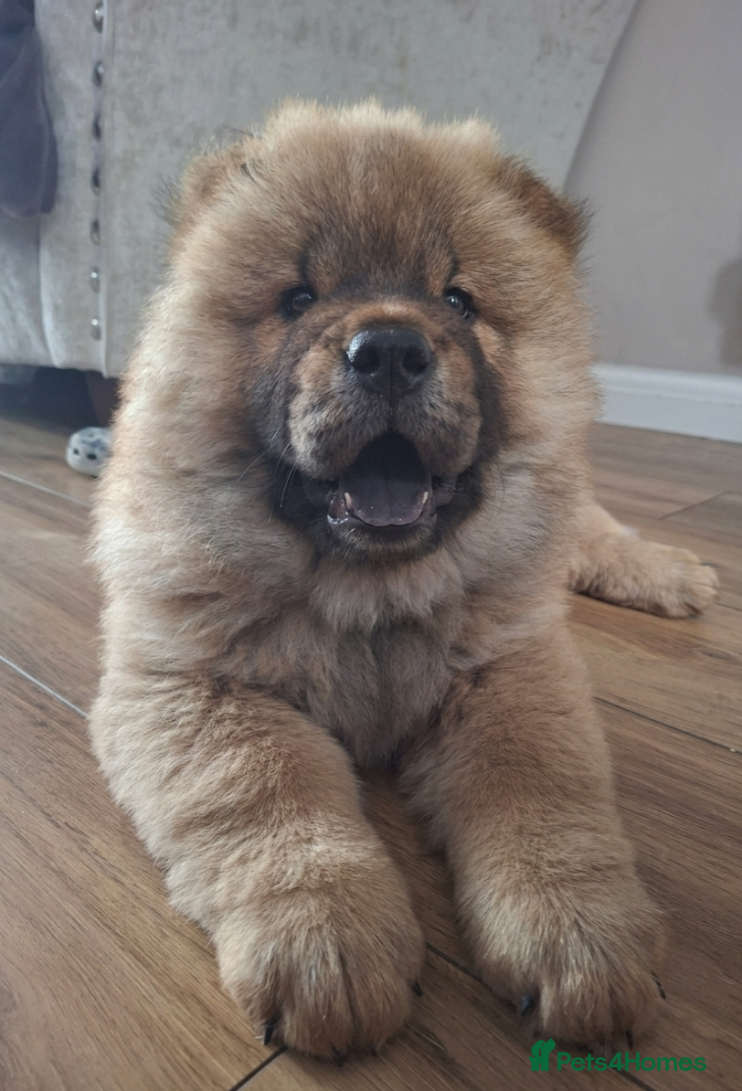 Chow Chow dogs READY TO LEAVE... Chow Chow puppies  - Advert 1