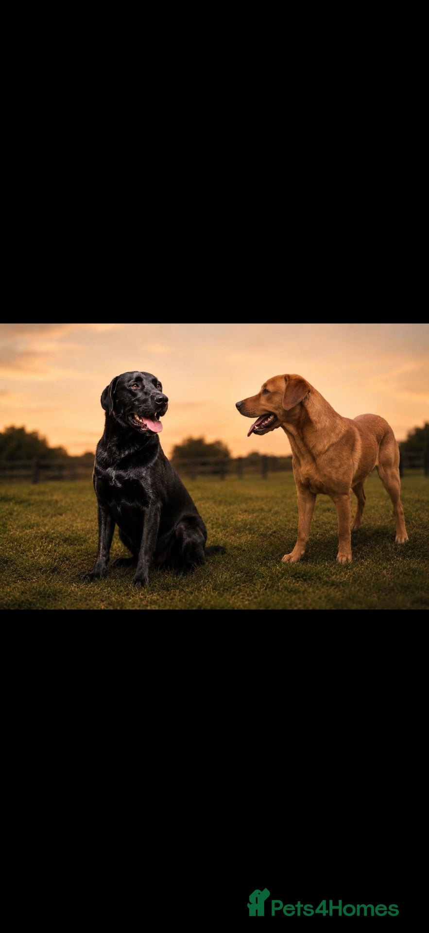 Labrador Retriever dogs Kc registered fully health tested Labrador puppies - Advert 2