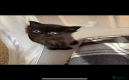 Domestic Shorthair cats for sale: Domestic Shorthair cross Mainecoon ragdoll - Image 1