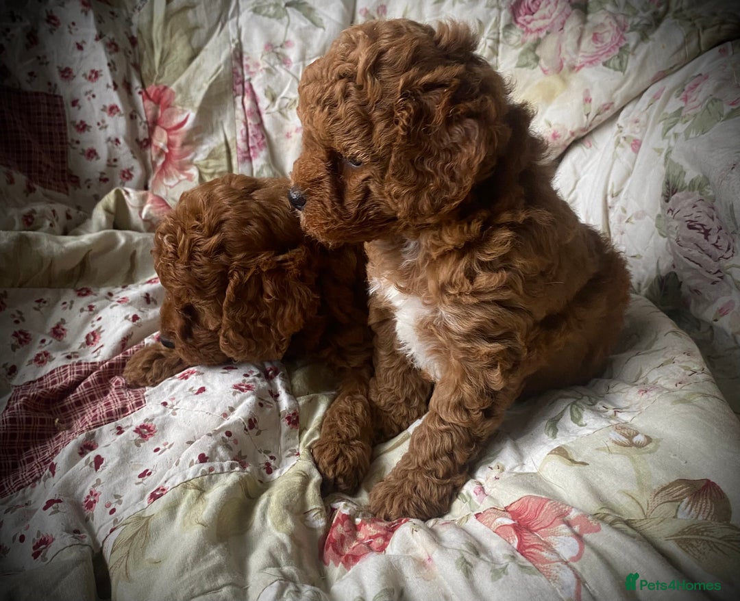 Cockapoo dogs for sale: Fabulous F1b Fox Red Cockapoo Health Cleared - Image 6