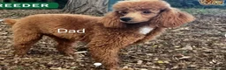 Cockapoo dogs for sale: Cockapoo Puppies PRA CLEAR - Advert 12