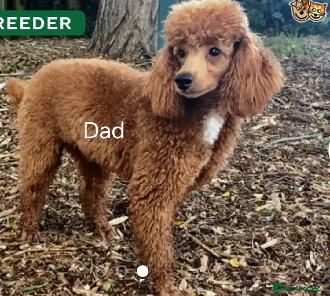 Cockapoo dogs for sale: Cockapoo Puppies PRA CLEAR - Advert 12