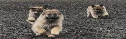 German Shepherd dogs for sale: German Shepherd pups - Advert 9