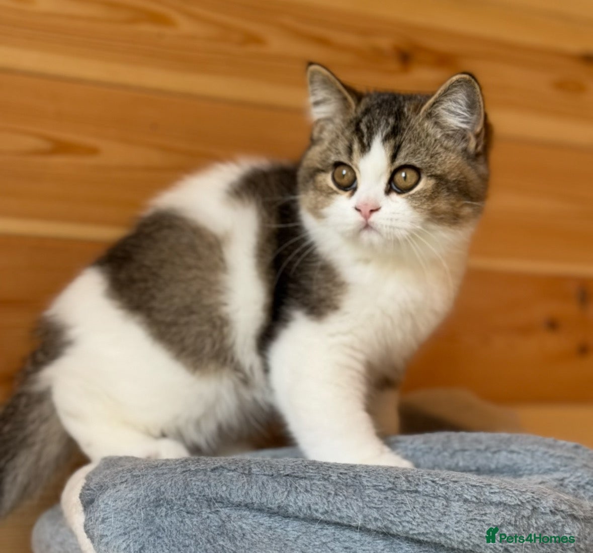 British Shorthair cats One tabby boy left -TICA reg  - Advert 2