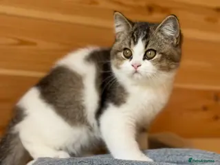 British Shorthair cats One tabby boy left -TICA reg - Advert 2