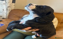 Cocker Spaniel dogs for sale: Cracking Cocker Spaniels  - Image 3