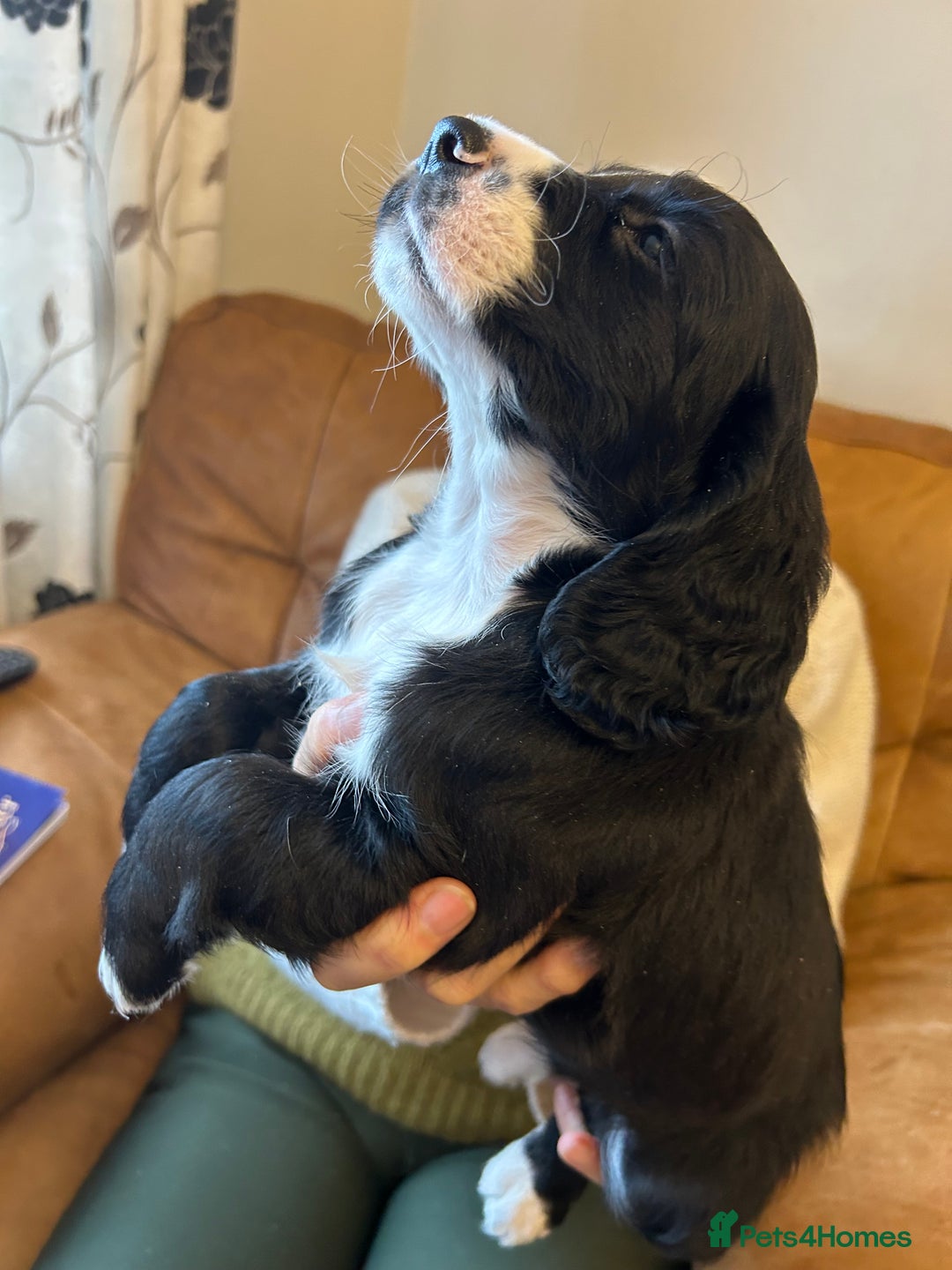 Cocker Spaniel dogs for sale: Cracking Cocker Spaniels  - Image 3
