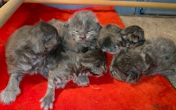 Maine Coon cats for sale: Tica maine coon kitten  - Advert 19