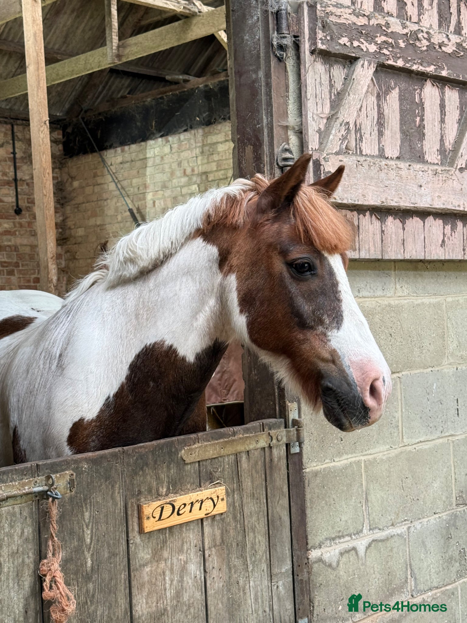 Welsh Section C horses for sale: 12.2 Family/PC Pony - Advert 2