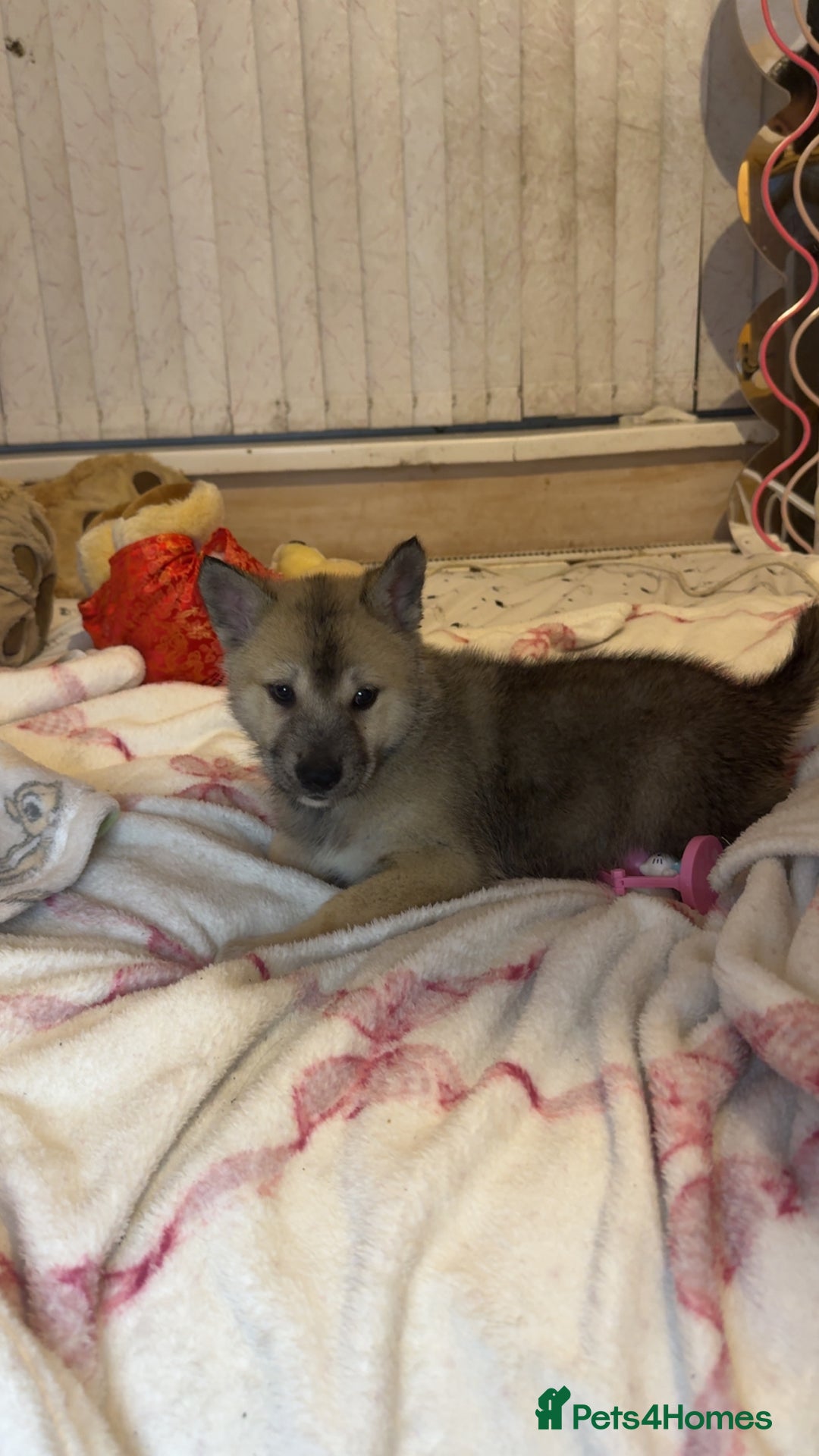 Siberian Husky dogs for sale: Siberian husky  - Advert 28