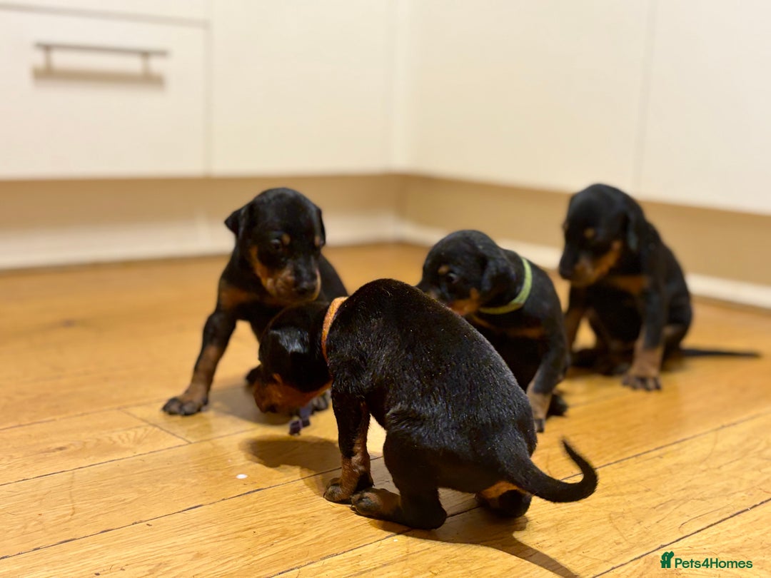 Dobermann dogs for sale: KC Registered Champion-lines Dobermans - Image 15