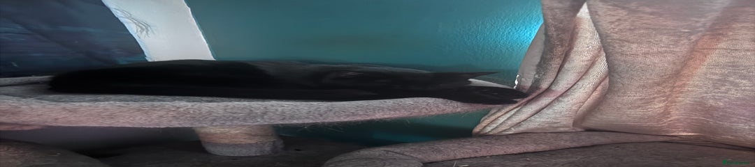 Yennefer Black Female Cat age 3