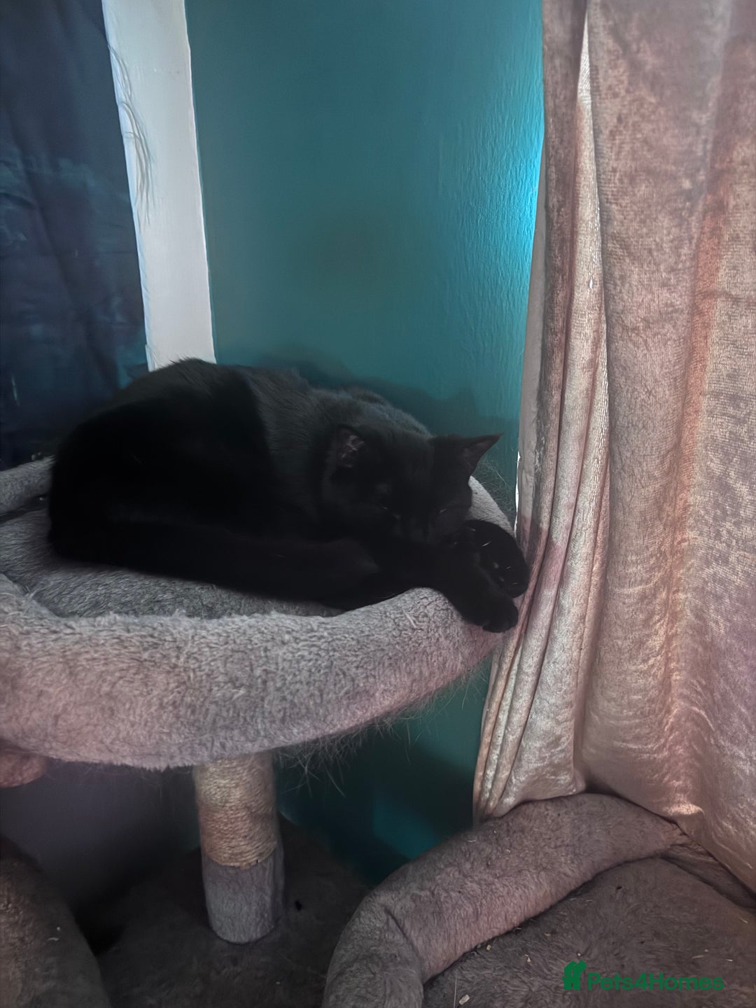 Domestic Shorthair cats for sale: Black Cat and A Torte Siamese RagDoll cat Female  - Advert 5