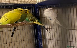 Budgerigars birds for sale: Reserved 4 Budgies searching for new homes  - Image 9