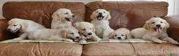 Golden Retriever dogs for sale: Quality Health Tested KC Golden Retrievers - Advert 11