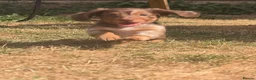 Miniature Dachshund dogs for sale: Ready Now  - Advert 21