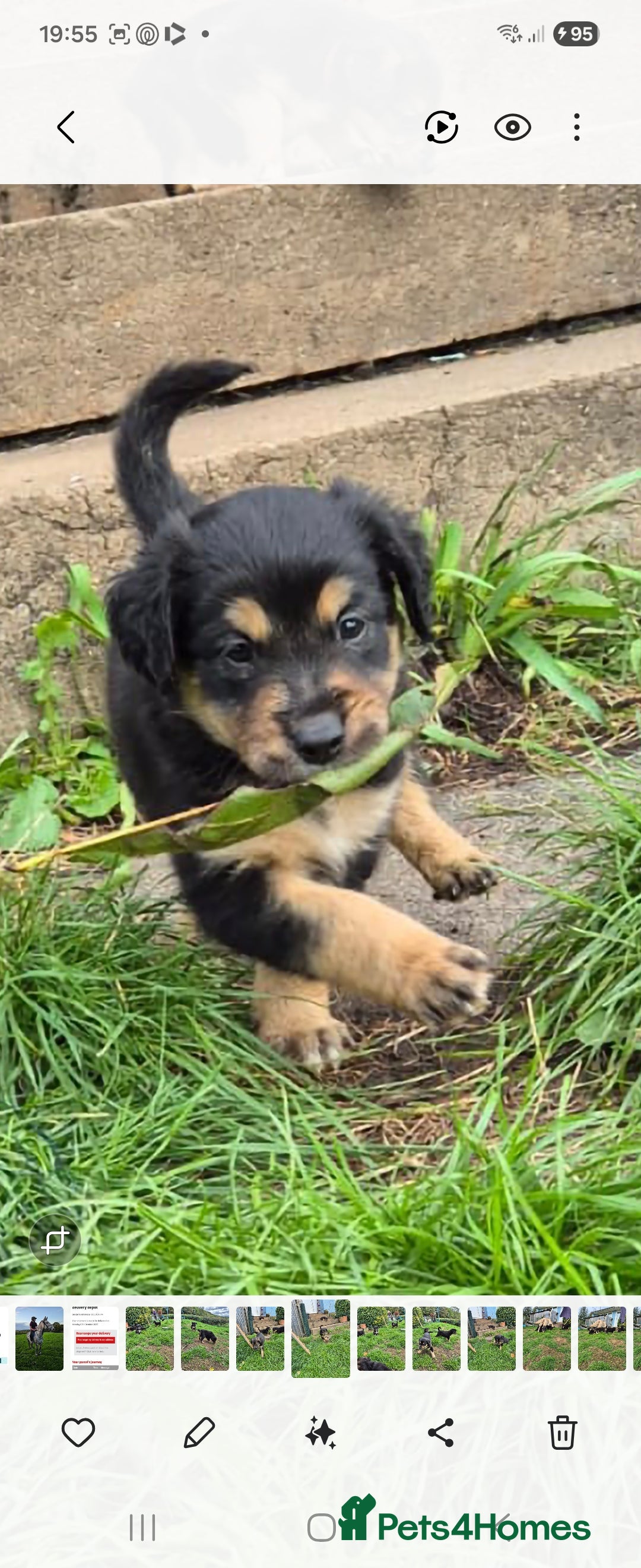 Mixed Breed dogs for sale: Golden Retrievers X Red & White Boarder Collie - Image 7