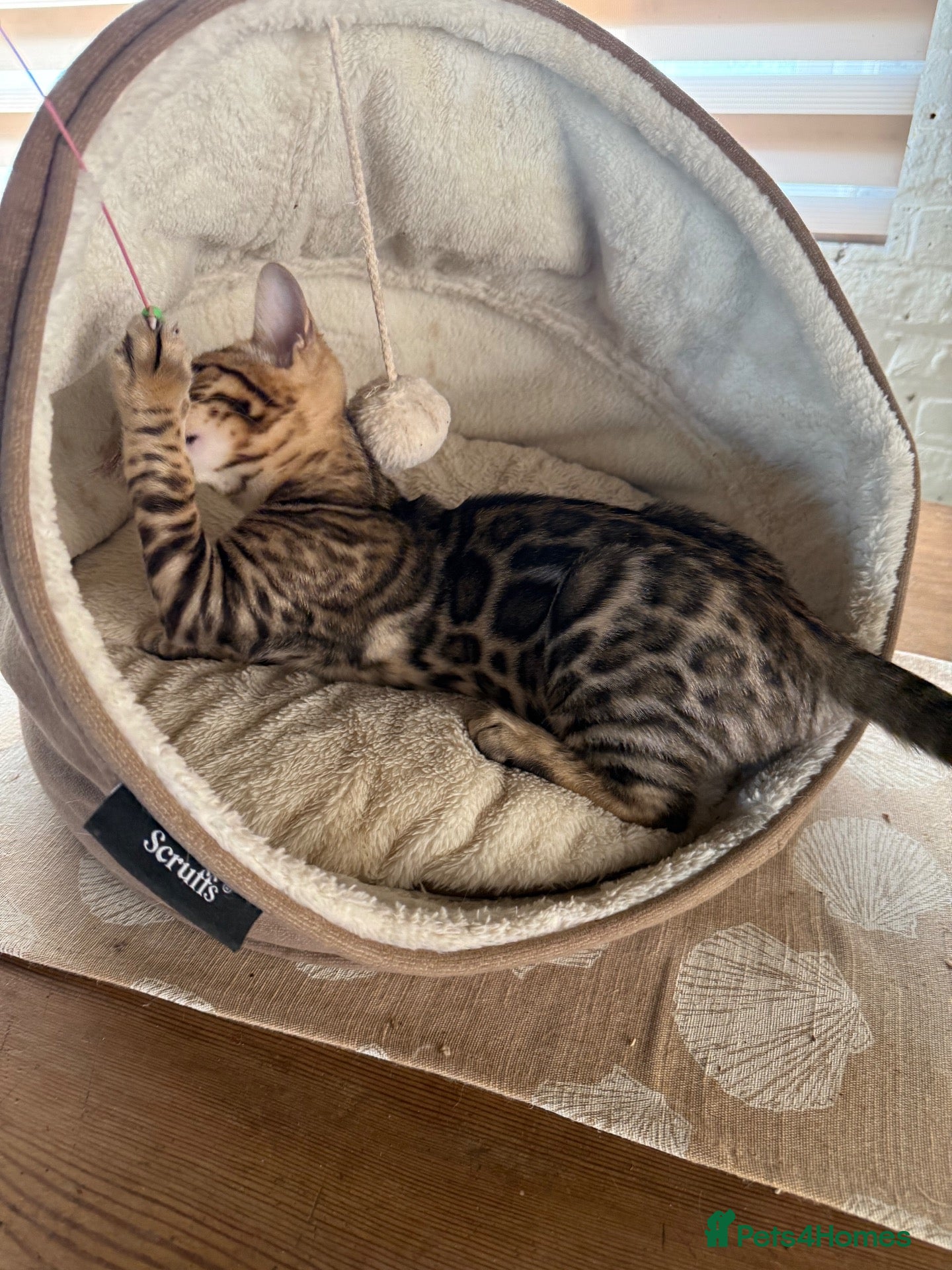 Bengal cats Pedigree 🔥 Super friendly 💙 TICA Bengal Kittens - Advert 4