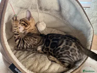 Bengal cats Pedigree 🔥 Super friendly 💙 TICA Bengal Kittens - Advert 4