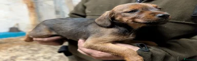 Mixed Breed 3