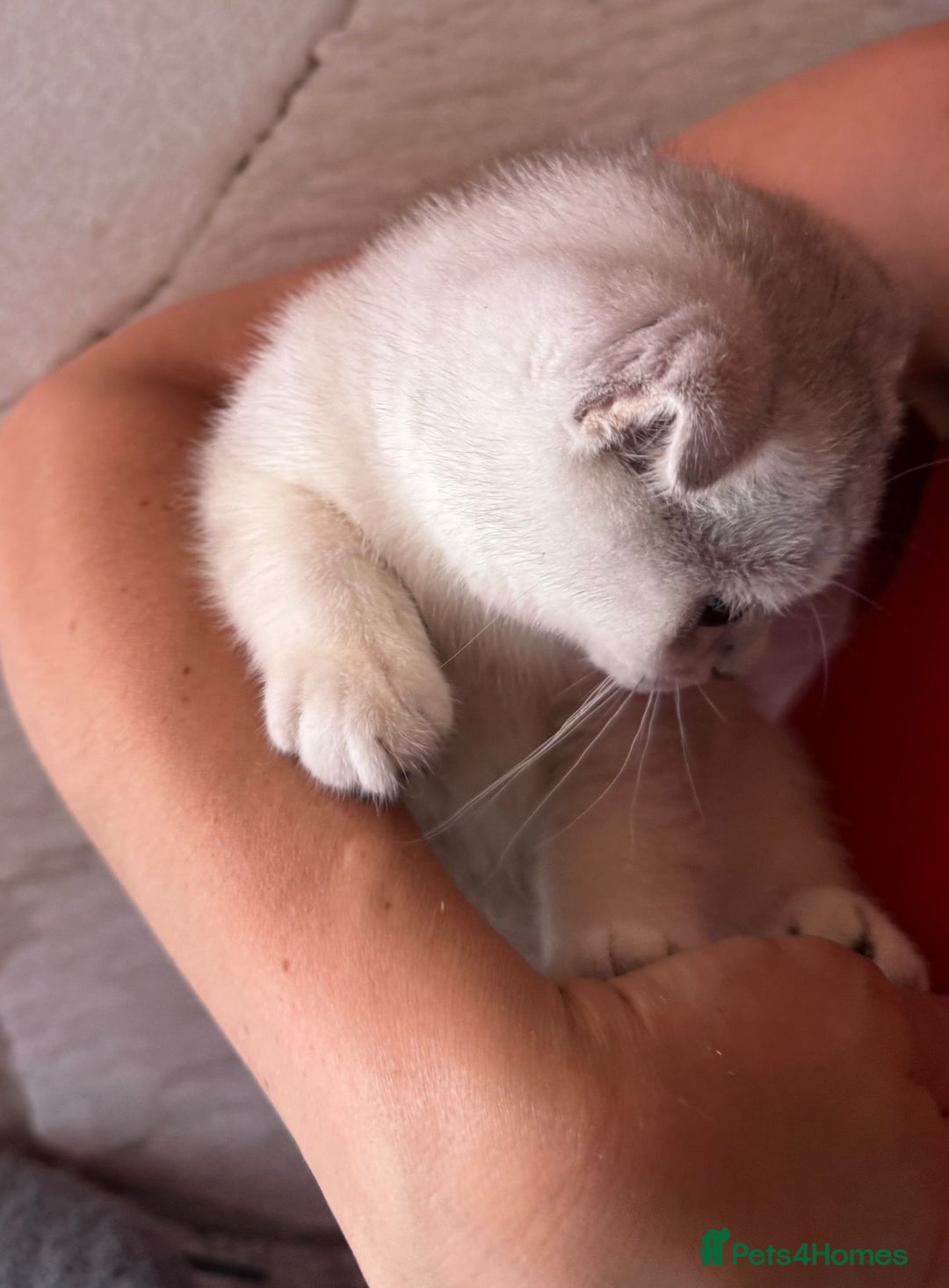 Scottish Fold cats for sale: Scottish fold kittens in hull - Image 30