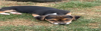 Mixed Breed 4
