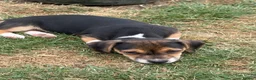 Mixed Breed dogs for sale: Chiweenie pups  - Advert 7