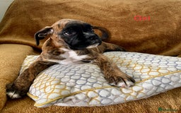 Boxer dogs for sale: KC Registered Boxer puppies  - Image 15