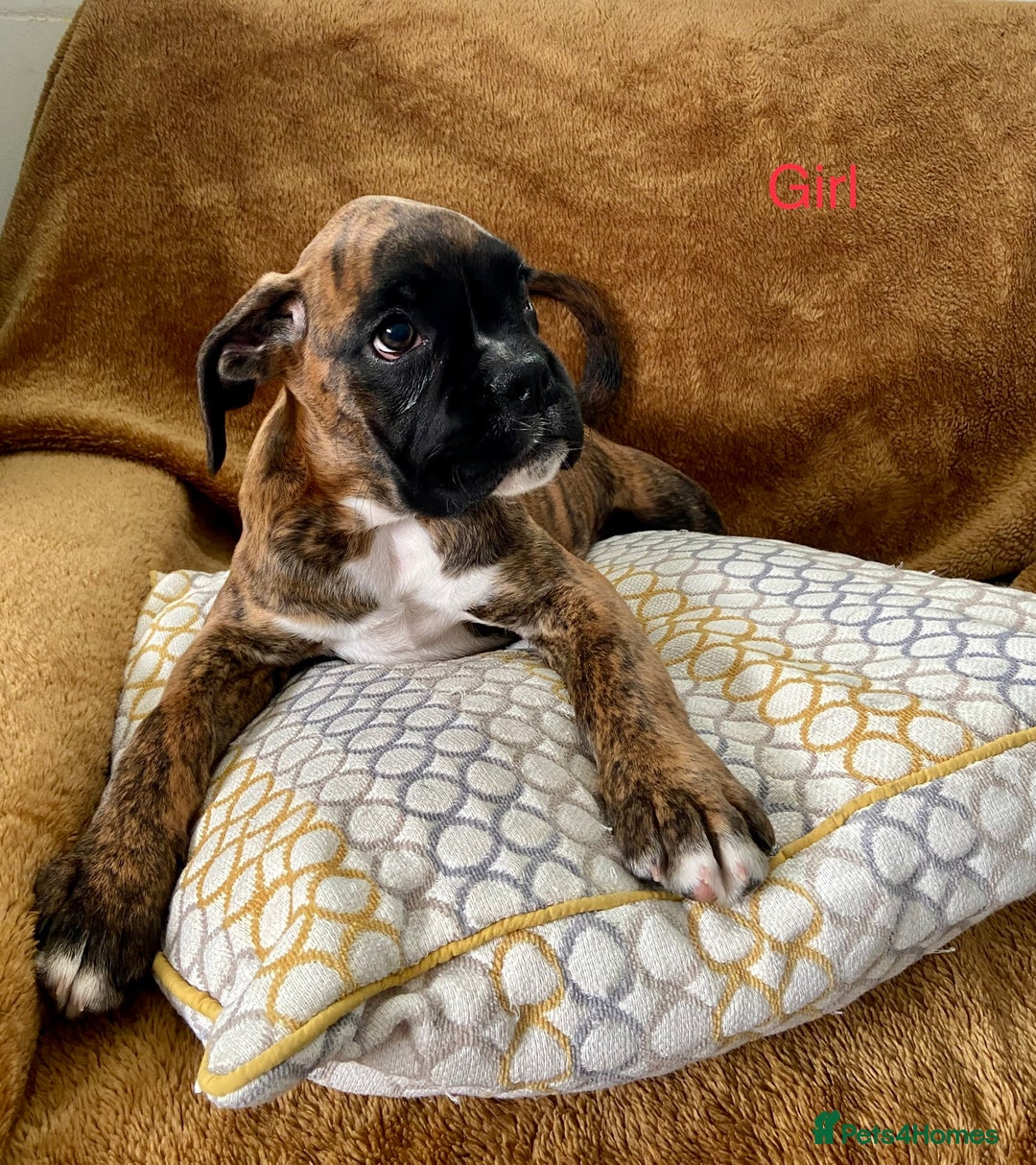Boxer dogs for sale: KC Registered Boxer puppies  - Image 15
