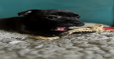 Staffordshire Bull Terrier dogs Champion bloodline Staffordshire Bullterrier Pups - Advert 15