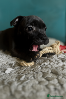 Staffordshire Bull Terrier dogs Champion bloodline Staffordshire Bullterrier Pups - Advert 5