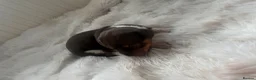 Chiweenie dogs for sale: Miniature dachshund cross Chihuahua Chiweenies in Corby - Advert 4