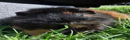 Guinea Pig rodents for sale: Daisy & Poppy, Female Guinea Sisters (2yo in June) in Cowbridge - Advert 7
