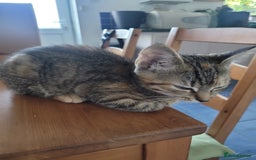 Mixed Breed cats for sale: Tabby female kitten - Image 4
