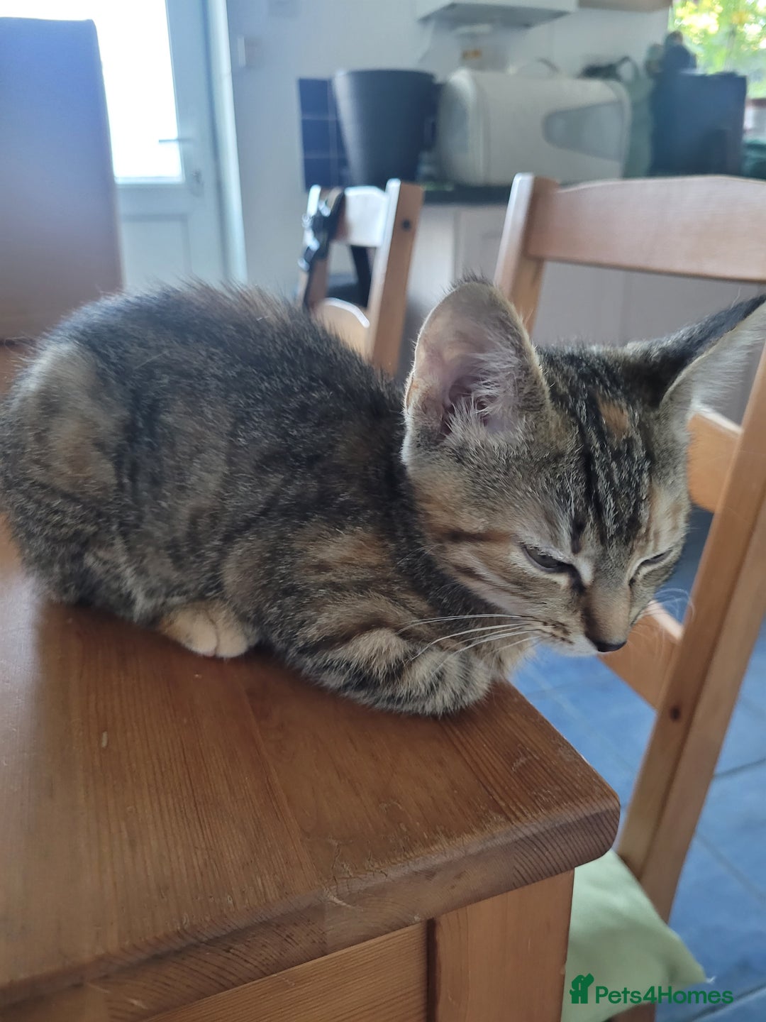 Mixed Breed cats for sale: Tabby female kitten - Image 4