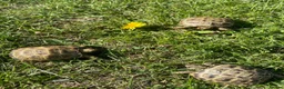 Tortoise reptiles for sale: Horsfield tortoises  - Advert 8