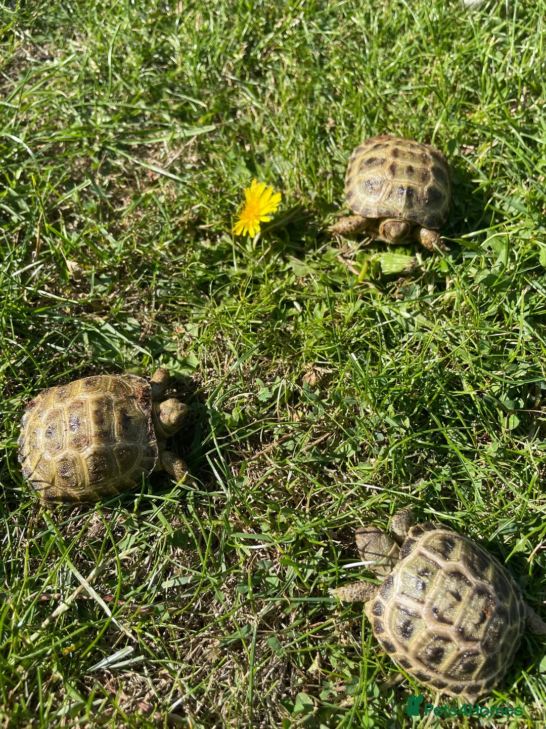Tortoise reptiles for sale: Horsfield tortoises  - Advert 8