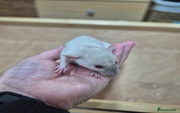 Rat rodents for sale: Male rats available - Image 9