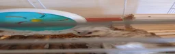 Hamster rodents for sale: Dwarf winter white hamsters - Advert 1