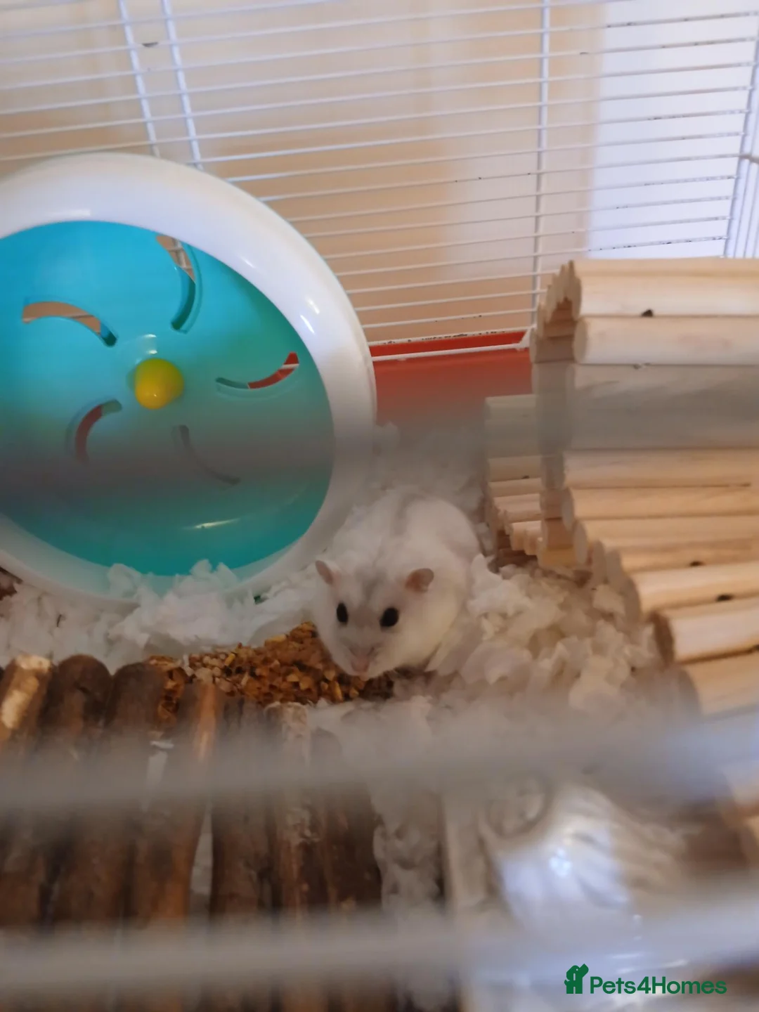 Hamster rodents for sale: Dwarf winter white hamsters - Advert 1