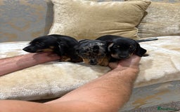Dachshund dogs for sale: Miniature dachshund - Image 12