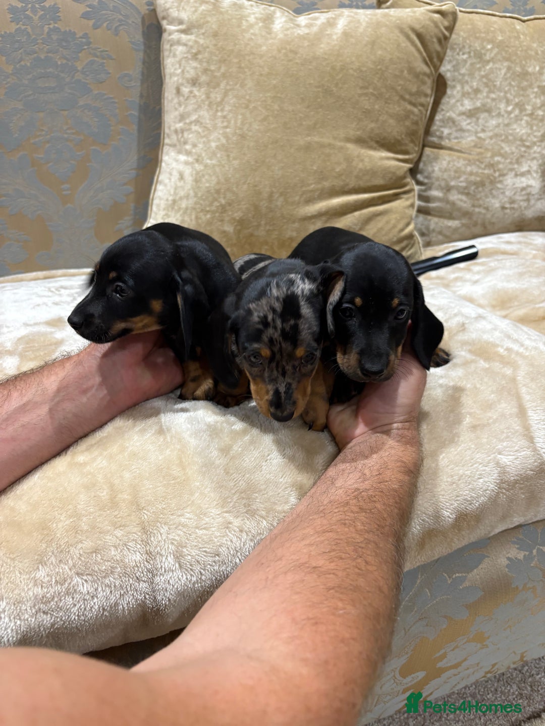 Dachshund dogs for sale: Miniature dachshund - Image 12