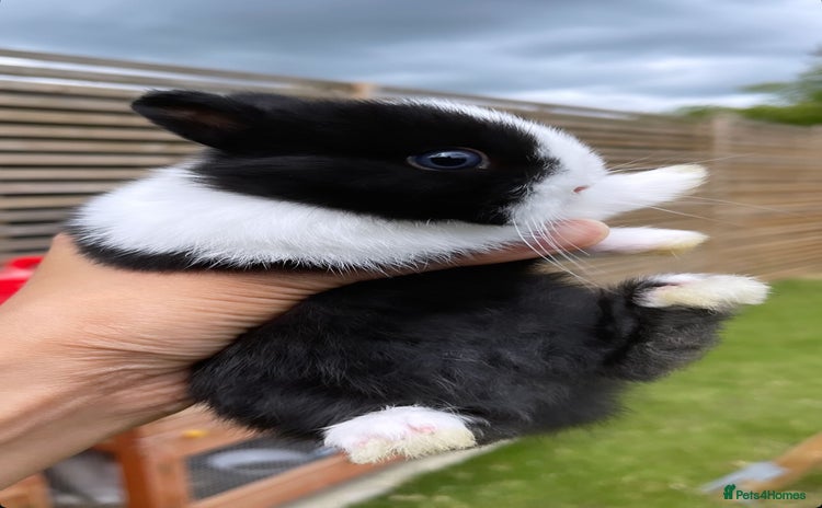 Netherland Dwarf rabbits - Advert 1