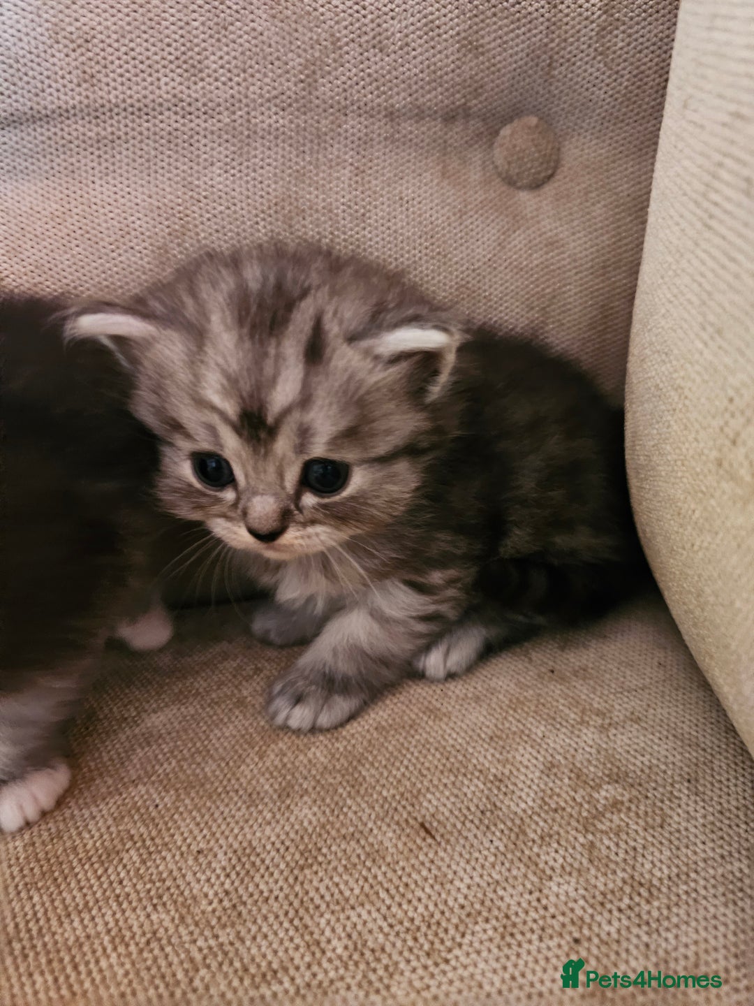 Mixed Breed cats for sale: Persian Chinchilla Cross Kittens - Image 28