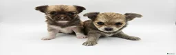 Chihuahua dogs for sale: 🐶 Chihuahua Puppies Looking for Loving Homes 🏡 - Advert 7