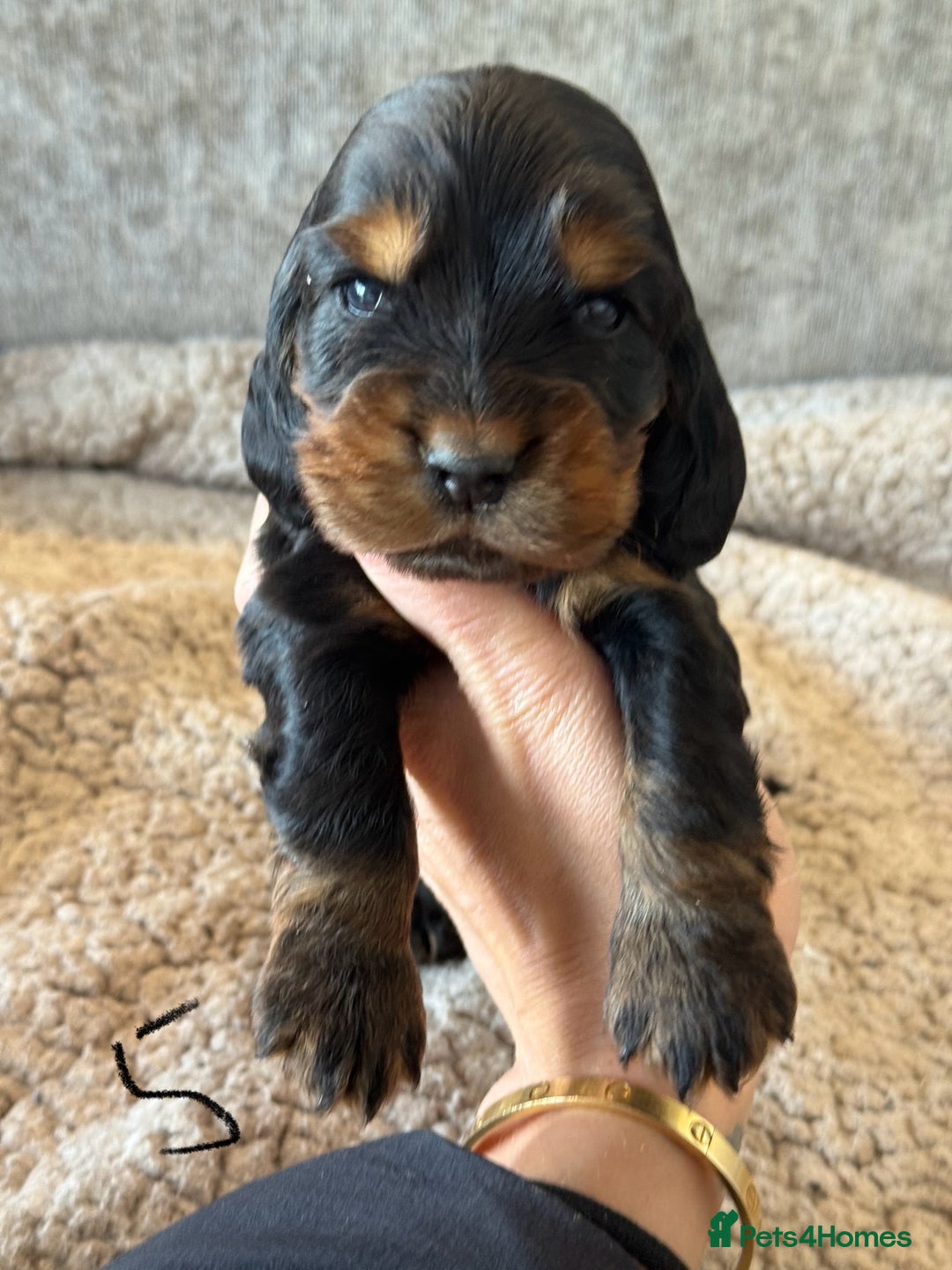 Cocker Spaniel dogs for sale: 100% TRUE SHOW TYPE HEALTH TESTED COCKER SPANIELS  - Advert 21