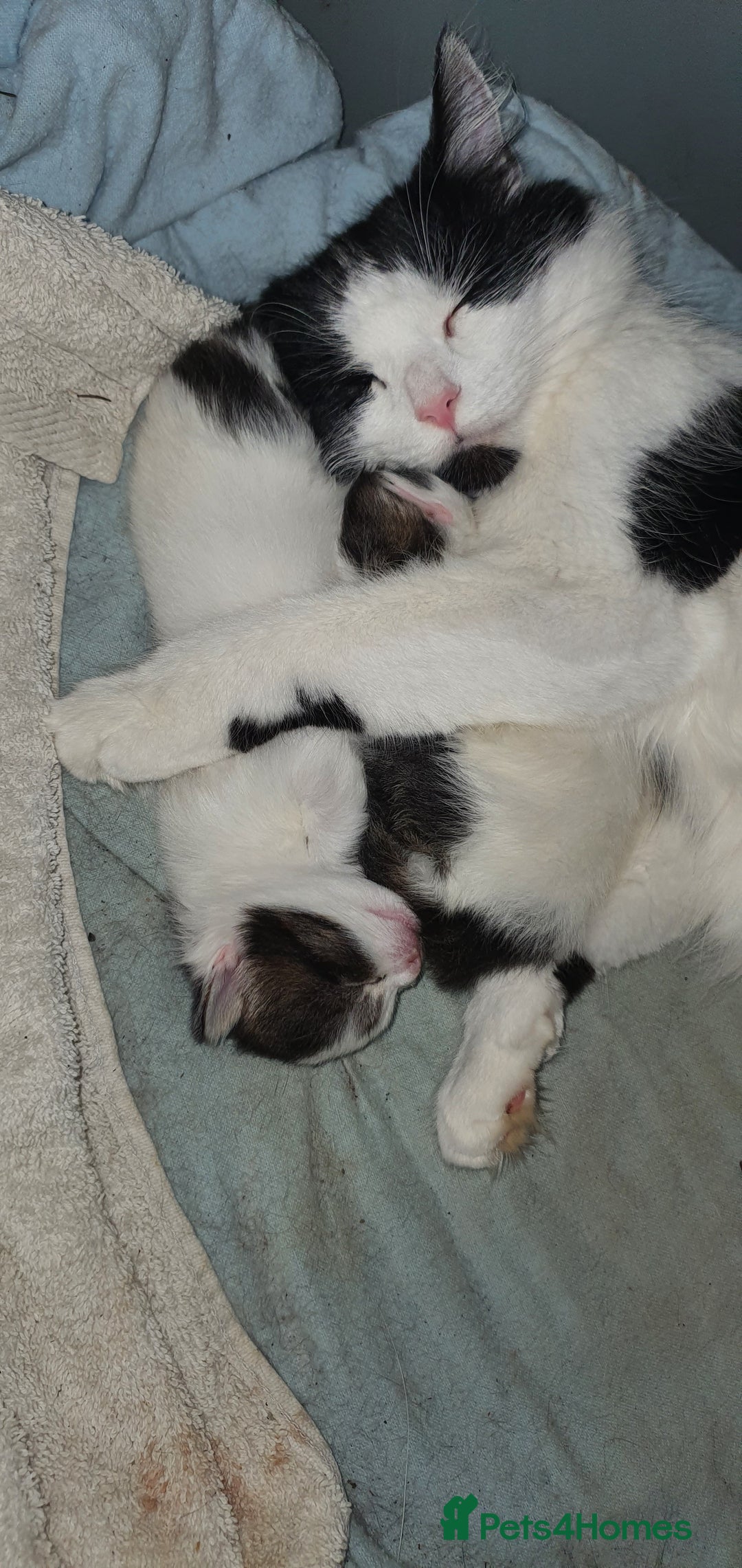 Persian cats for sale: PERSIAN CROSS KITTEN BABIES - Image 7